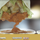 Shawarmer Website Redesign